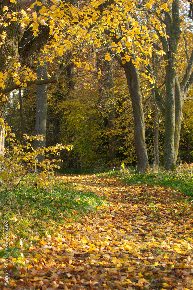 Autumn colored woodland, Sweden