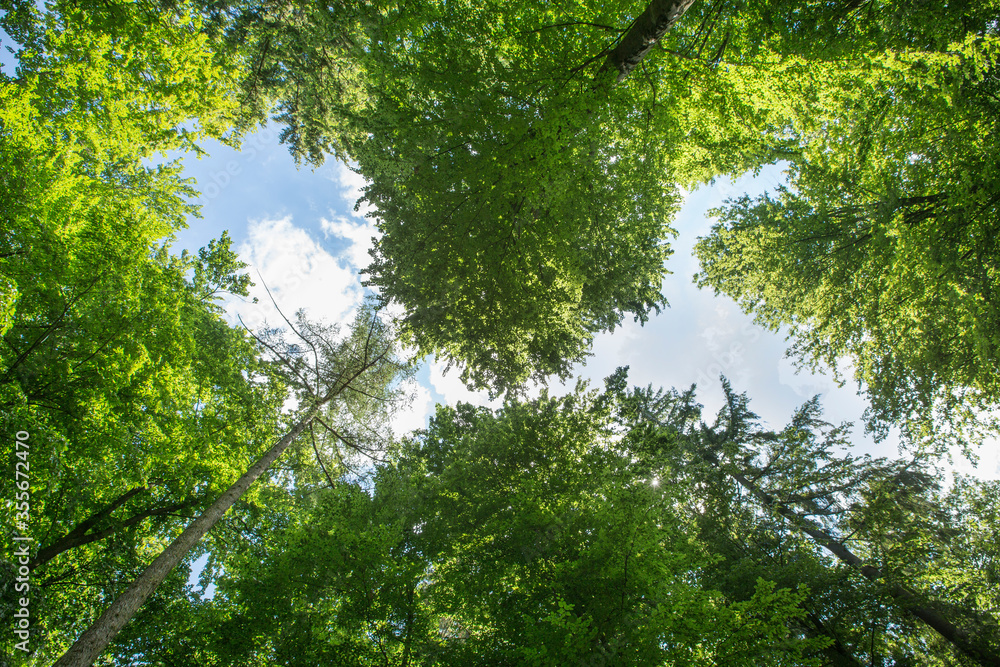 Wald Himmel Wald Himmel