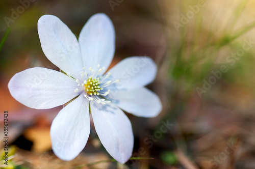 rare white flowering hepatica nobilis during spring in sweden
