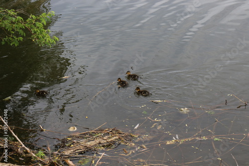  A wild duck with a brood of ducklings swims along the lake in spring