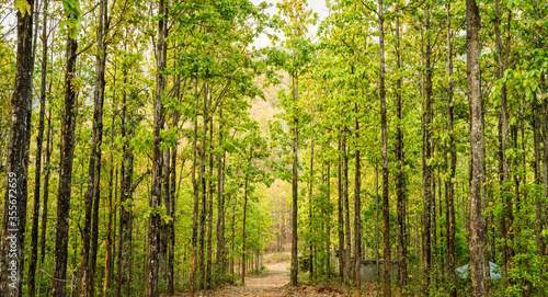 Sal trees in a forest in Hetauda, Nepal. Sal is also known as Shorea Robusta, tropical trees found in hot and humid plains and the lower hilly regions of South Asia.