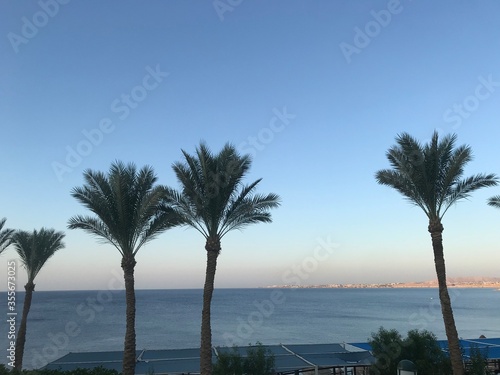 palm trees at sunset