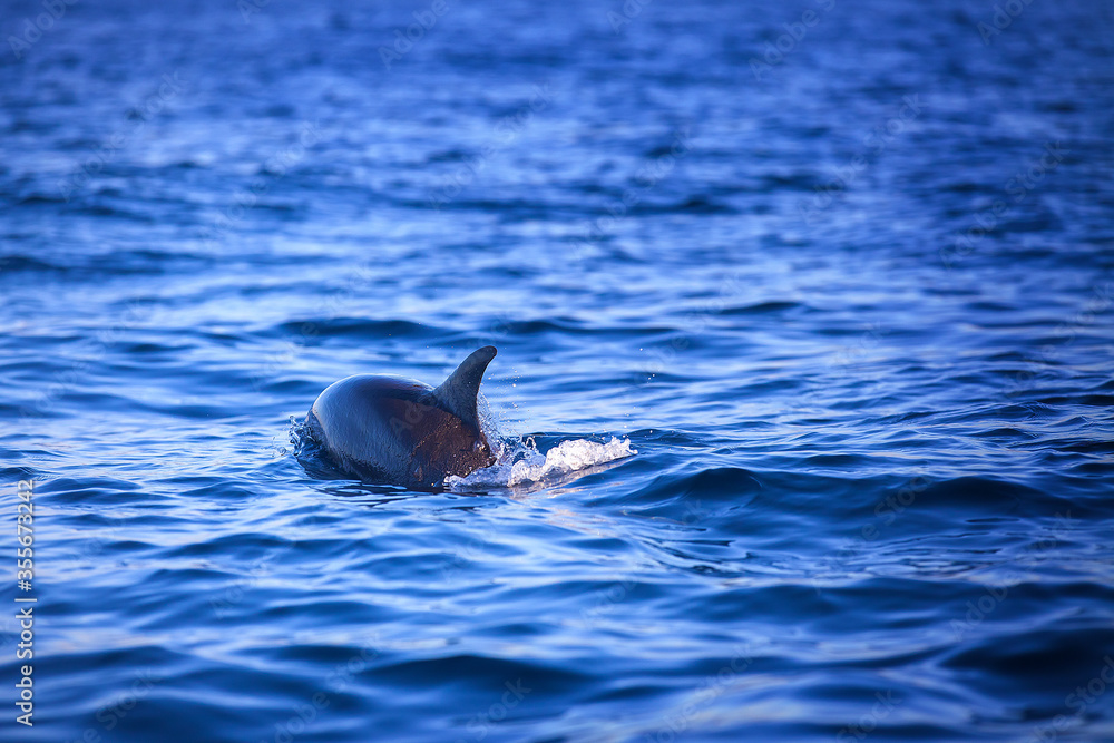 Obraz premium Holiday in Bali - Dolphin Beach Lovina Bali, Dolphin Jumping