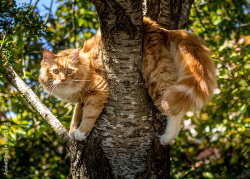 ginger cat slumped over a branch stuck in a cherry tree