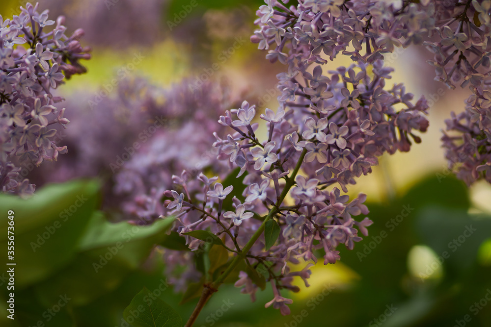 Lilac close-up. The inflorescence of lilac purple flowers, close-up. branch with spring lilac flowers.