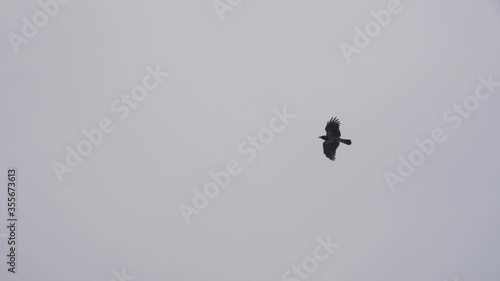 slow motion flying crows against the sky