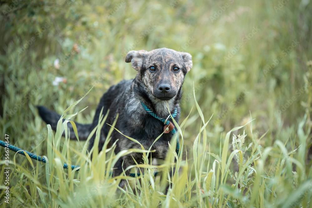 Abandoned puppy during the obedience training walk through a grass and bushes Abandoned puppy during the obedience training walk through a grass and bushes