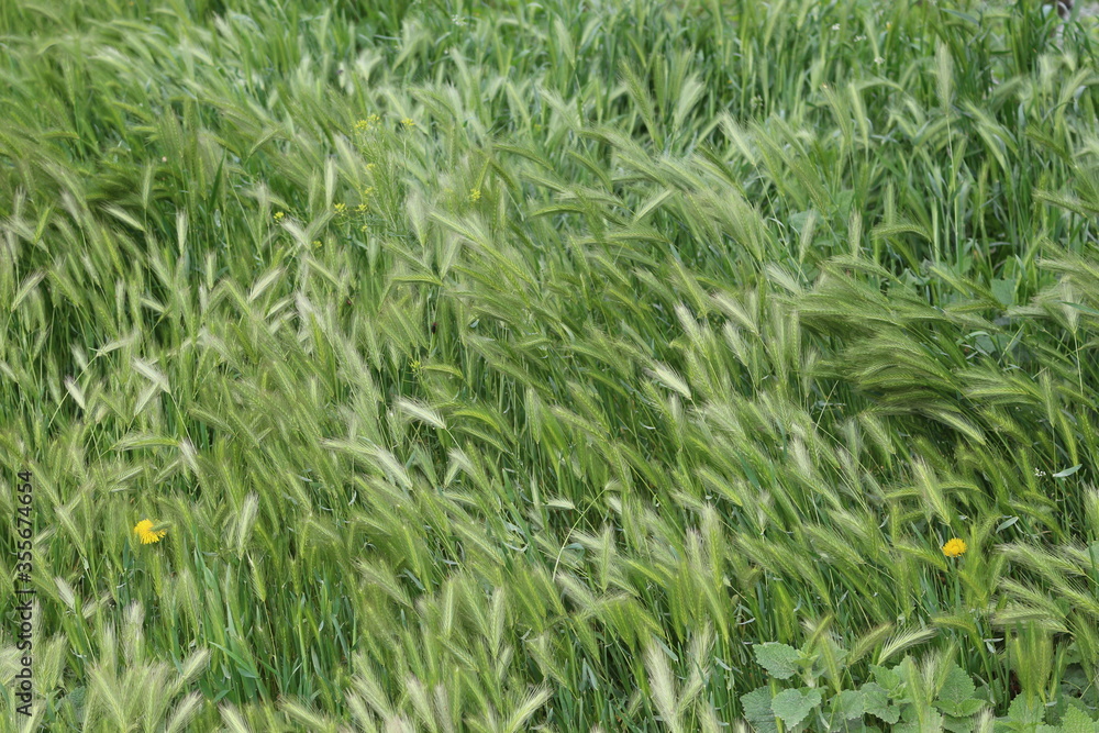 Obraz premium Bright green grass grows in spring