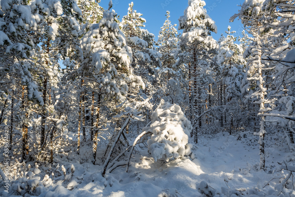 Sunny and snowy winter day in forest and marsh Sunny and snowy winter day in forest and marsh