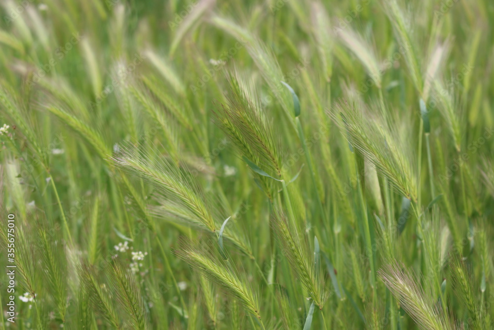 Bright green grass grows in spring
Bright green grass grows in spring