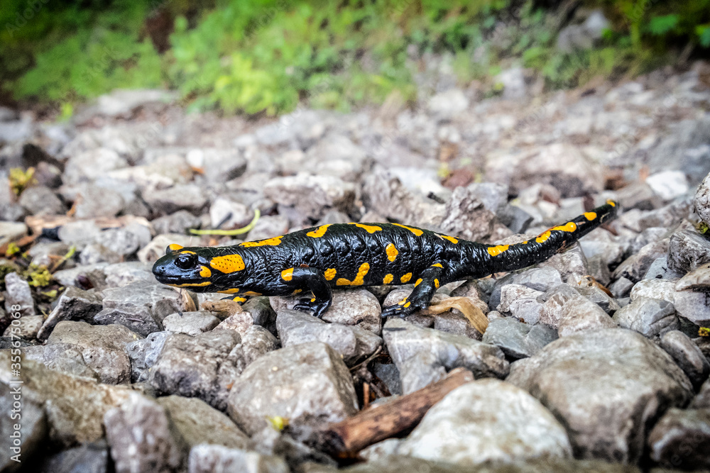 Fire salamander - Salamandra salamandra, animal portrait Fire salamander - Salamandra salamandra, animal portrait