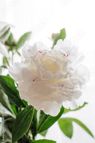 white peony close up photo