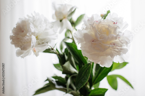 bouquet of white peonies in vase with a white curtain background © Kate