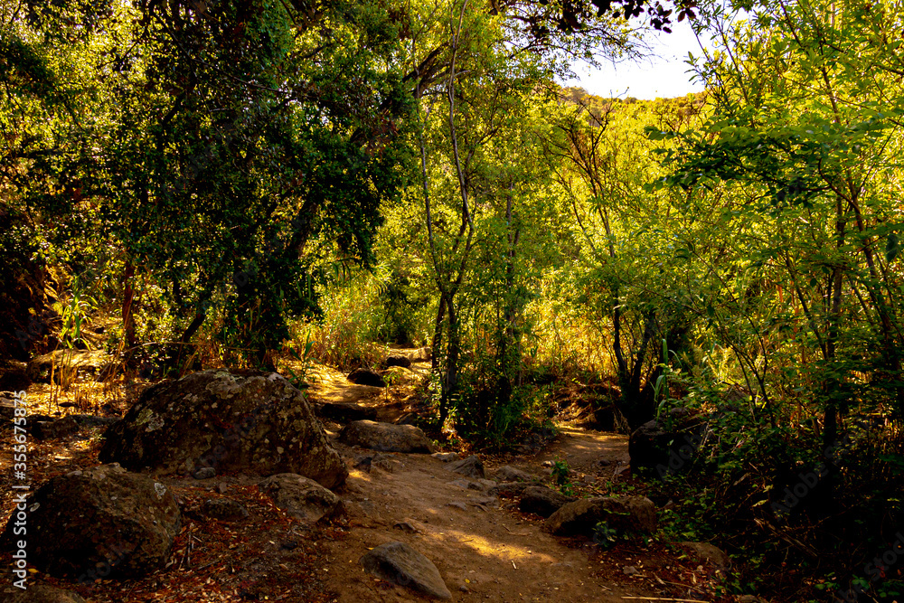 Naklejka premium wild landscape with creek, stones and trees with beautiful colors and sunlight and shadows in the canaries.