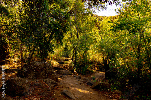 wild landscape with creek, stones and trees with beautiful colors and sunlight and shadows in the canaries. © Ral