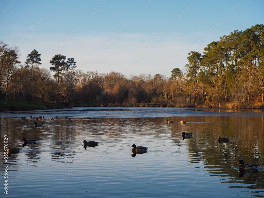 Lac très reposant avec passage de canards Lac très reposant avec passage de canards