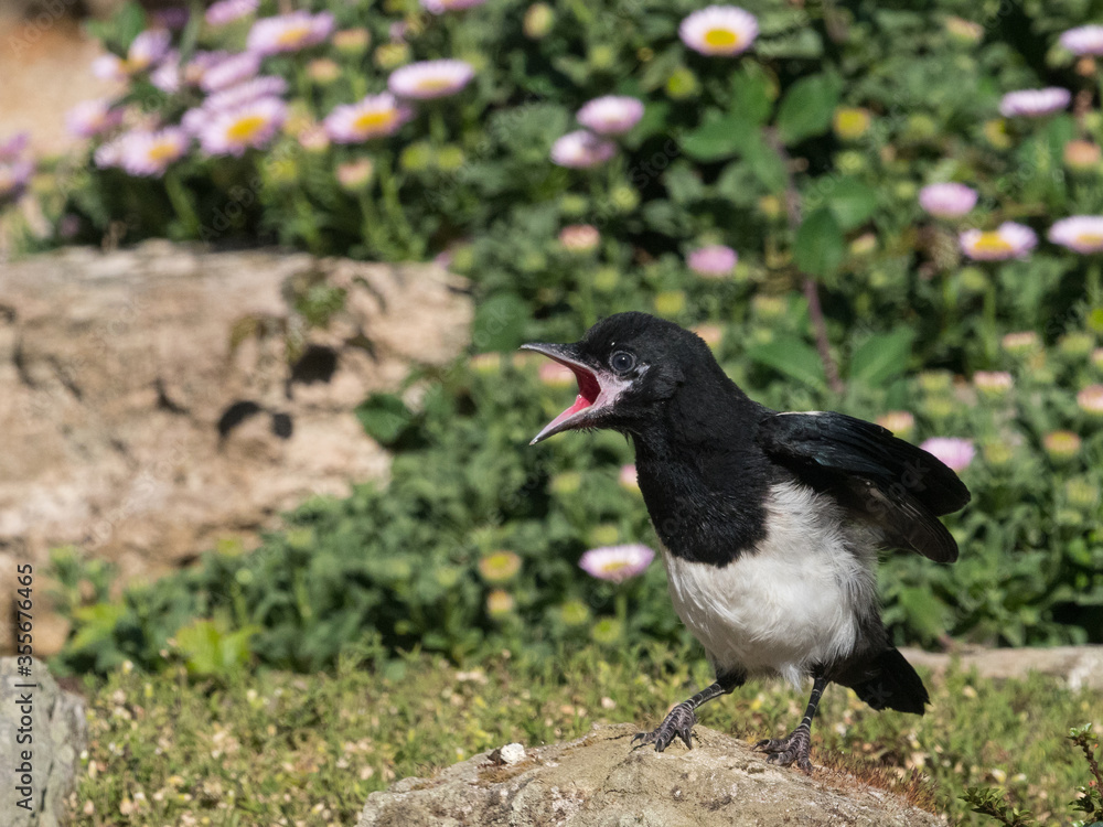 Fototapeta premium Juvenile Magpie iii (pica pica) calling for food with red gape showing and developing wings and feathers.Garden bird.Image