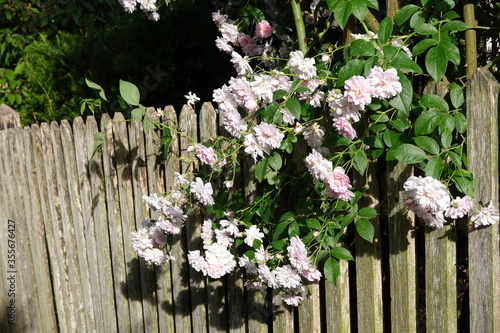 Close up of pale pink blossoms of rambler or climbing roses on a weathered wooden fence and pergola  dreamy inflorescence in a romantic country cottage garden in early summer