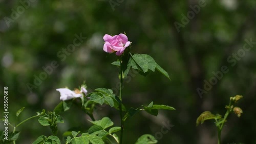 Solitary Rosehip family Rosaceae background out of focus spontaneous Italian flower wood Euganean Hills Padua photo