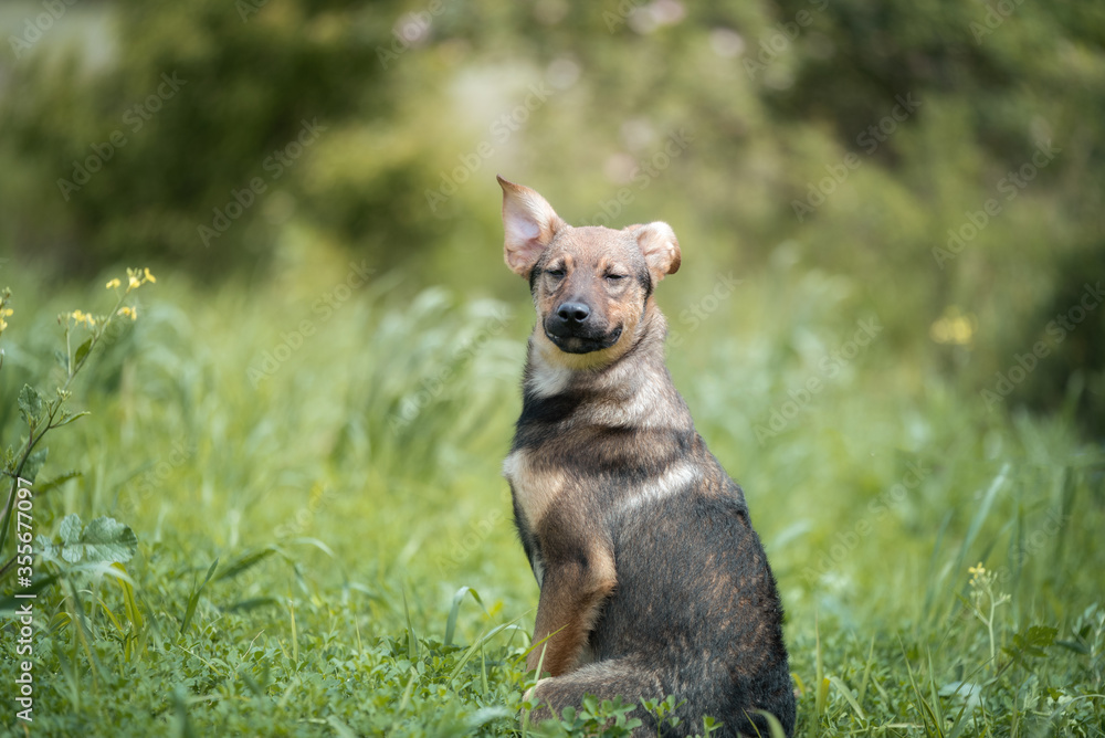 Fototapeta premium Abandoned puppy during the obedience training walk through a grass and bushes