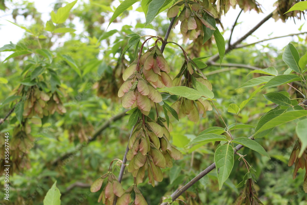 Obraz premium Seeds ripen on an American maple tree by the lake in summer