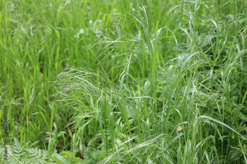 Obraz premium Bright green grass grows in spring