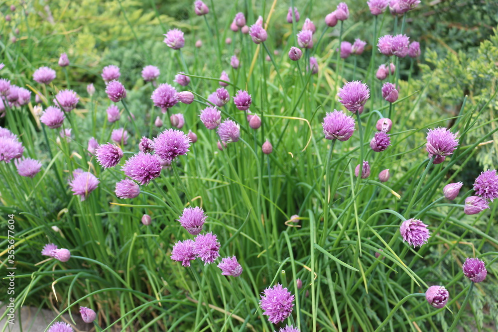 Bright violet flowers blossoms in the summer garden Bright violet flowers blossoms in the summer garden
