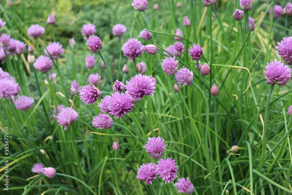 Bright violet flowers blossoms in the summer garden Bright violet flowers blossoms in the summer garden