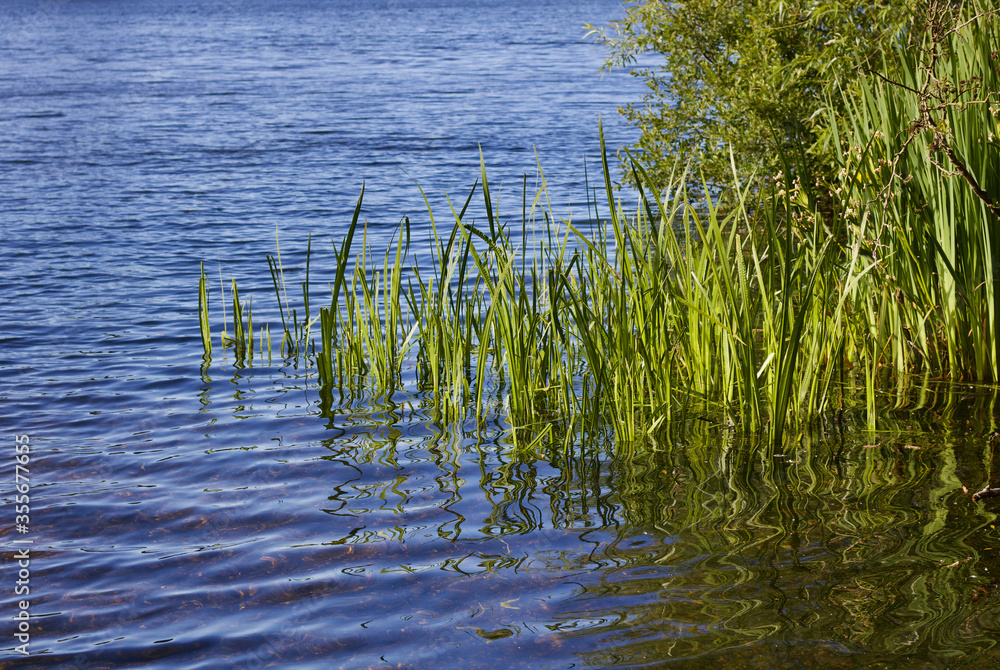 View of reeds on blue lake on a sunny day with copy space View of reeds on blue lake on a sunny day with copy space