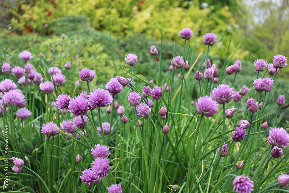 Bright violet flowers blossoms in the summer garden