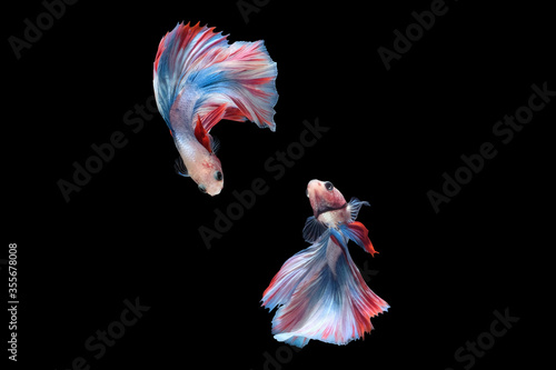 Two dancing betta siamese fighting fish (Double tail grizzle in blue white red color type) isolated on black background