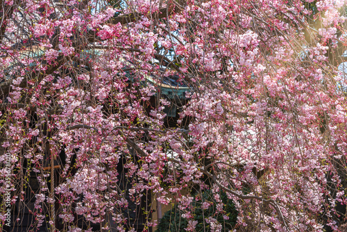 All-over background of a pink weeping cherry blossoms tree in the Tennoji Temple of Yanaka district in Tokyo. photo