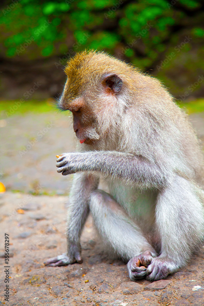 Fototapeta premium Monkeys in Ubud Monkey Forest, Bali, Indonesia