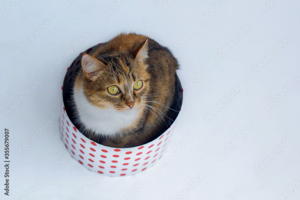 Naklejka premium Cute striped cat of three colors sits in a box in red peas on a white background