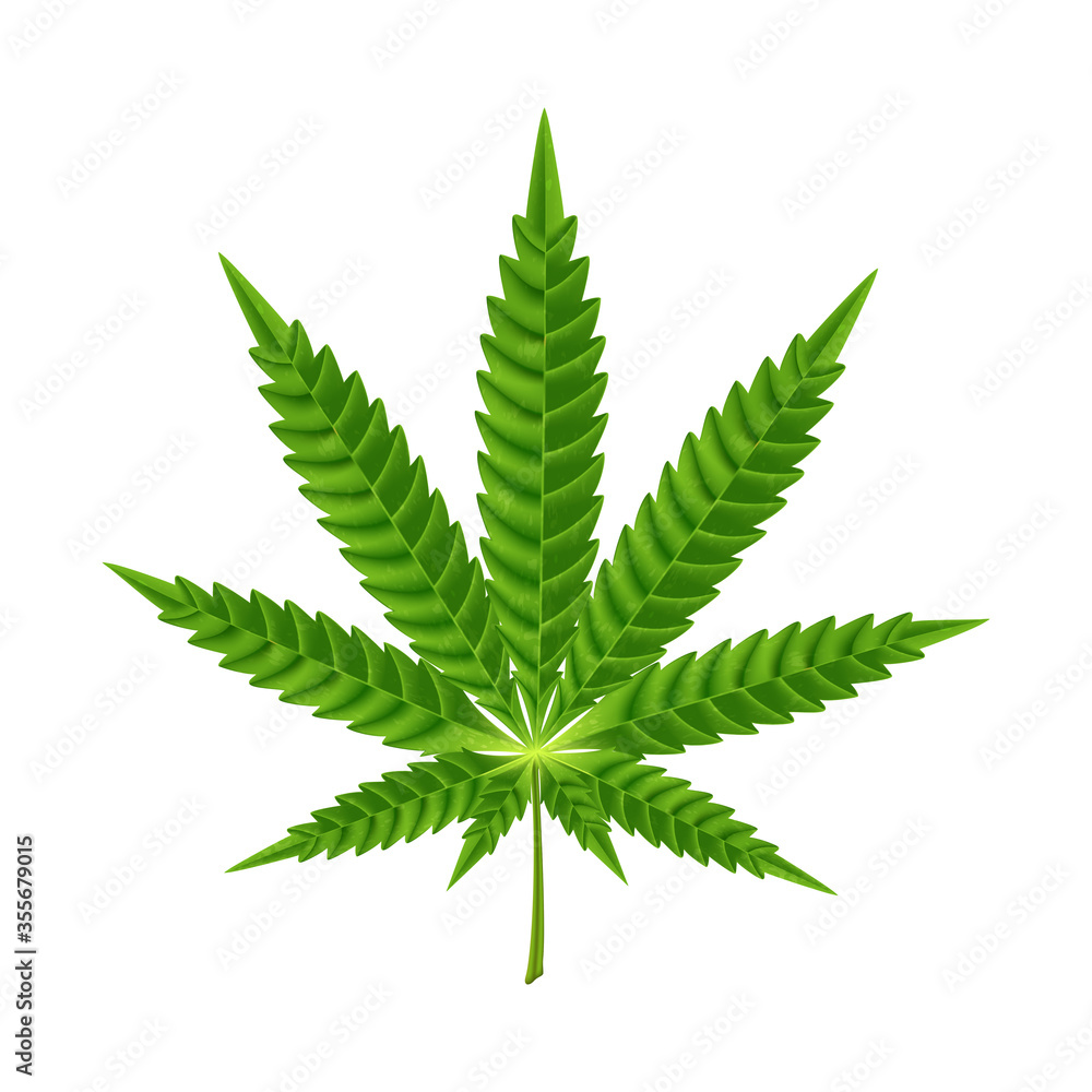 Green leave of cannabis on a white background. Green leave of cannabis on a white background.