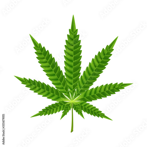 Green leave of cannabis on a white background.