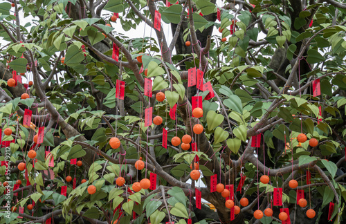 Photography Wishes hanging on the Bodhi Wishing Tree at Ngong Ping Village, Lantau, Hong Kon