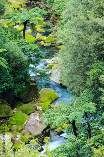 A stream flowing through New Zealand forest, surrounded by mossy rocks and tree ferns