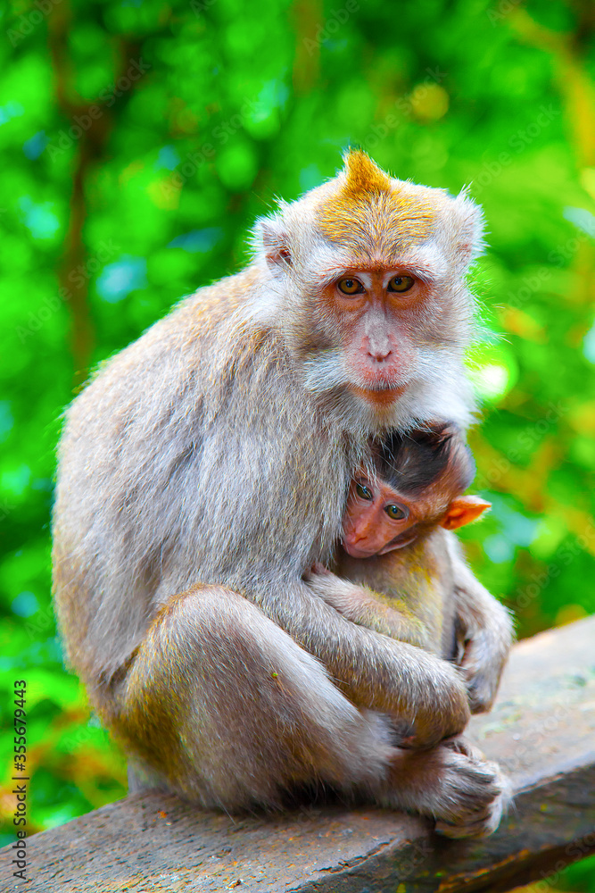 Fototapeta premium Monkeys in Ubud Monkey Forest, Bali, Indonesia