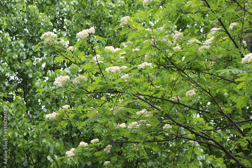 White small flowers blossomed on a mountain ash tree with a basket of inflorescences in the summer in the garden
White small flowers blossomed on a mountain ash tree with a basket of inflorescences in the summer in the garden