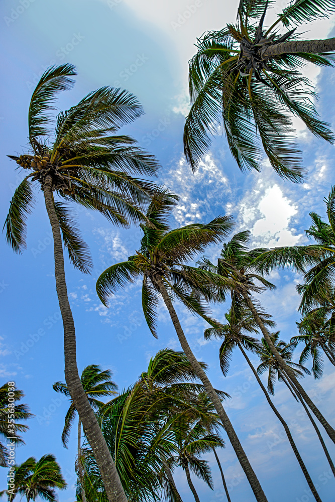 Fototapeta premium tall palm trees in the beach