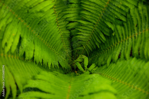 Green fern leaves close-up. A plant in the forest.