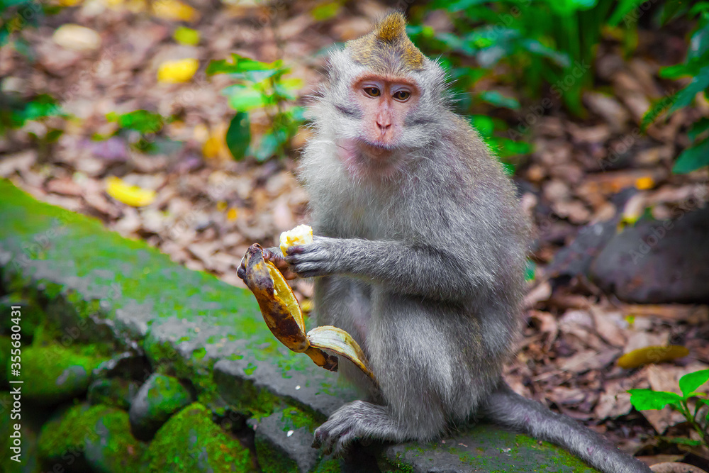Fototapeta premium Monkeys in Ubud Monkey Forest, Bali, Indonesia