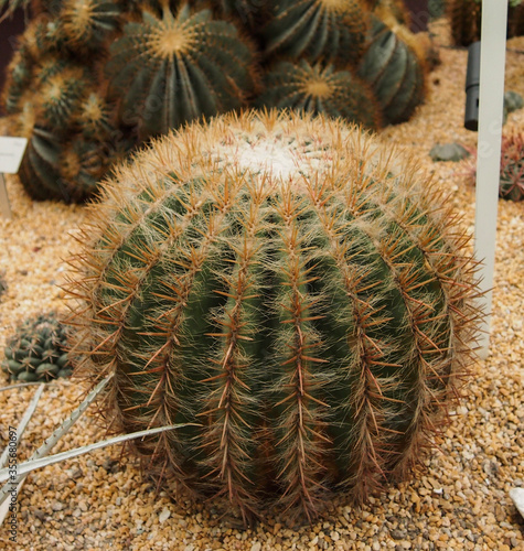 Mammillaria or pincushion cactus plant photo