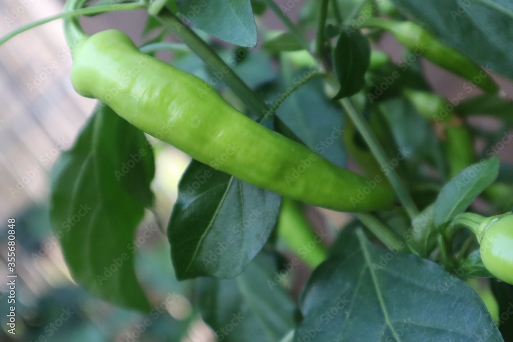 green pepper on branch vine jalapeno spicy green pepper on branch vine jalapeno spicy