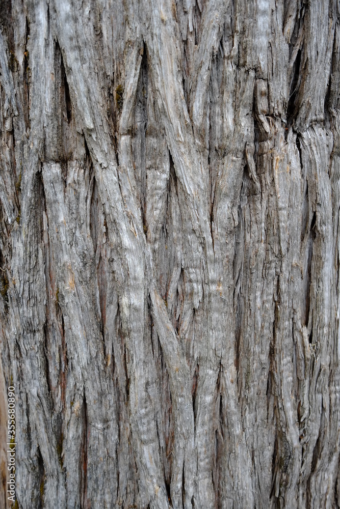 the pattern of the bark of a lebanese cedar tree the pattern of the bark of a lebanese cedar tree