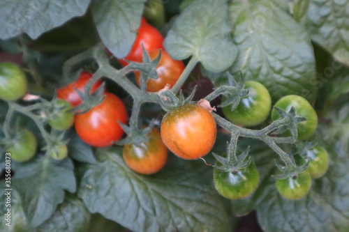 small tomatoes on vine in greenhouse garden cherry tomatoes red green orange