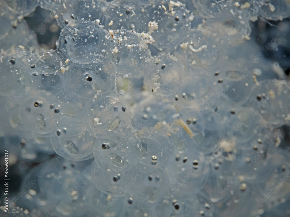 Freshwater fish spawn, Fischlaich im Süsswasser Freshwater fish spawn, Fischlaich im Süsswasser