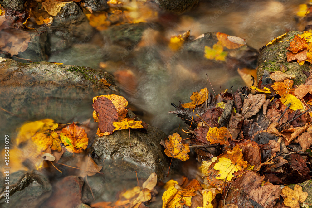 Close-up of fallen autumn leaves, crumpled and piled on the bank of a stream. Beech, locust tree and field maple. In autumn the woods are colored yellow, red and brown, bright and melancholy colors. Close-up of fallen autumn leaves, crumpled and piled on the bank of a stream. Beech, locust tree and field maple. In autumn the woods are colored yellow, red and brown, bright and melancholy colors.
