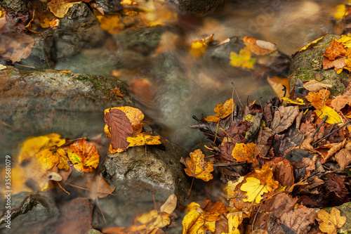 Close-up of fallen autumn leaves  crumpled and piled on the bank of a stream. Beech  locust tree and field maple. In autumn the woods are colored yellow  red and brown  bright and melancholy colors.